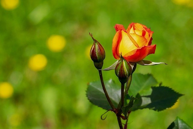 गुलाब के पौधे की देखभाल कैसे करें ?